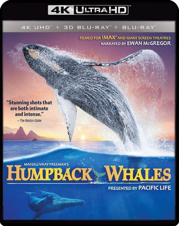 Humpback Whales 4K 2015 Ultra HD 2160p